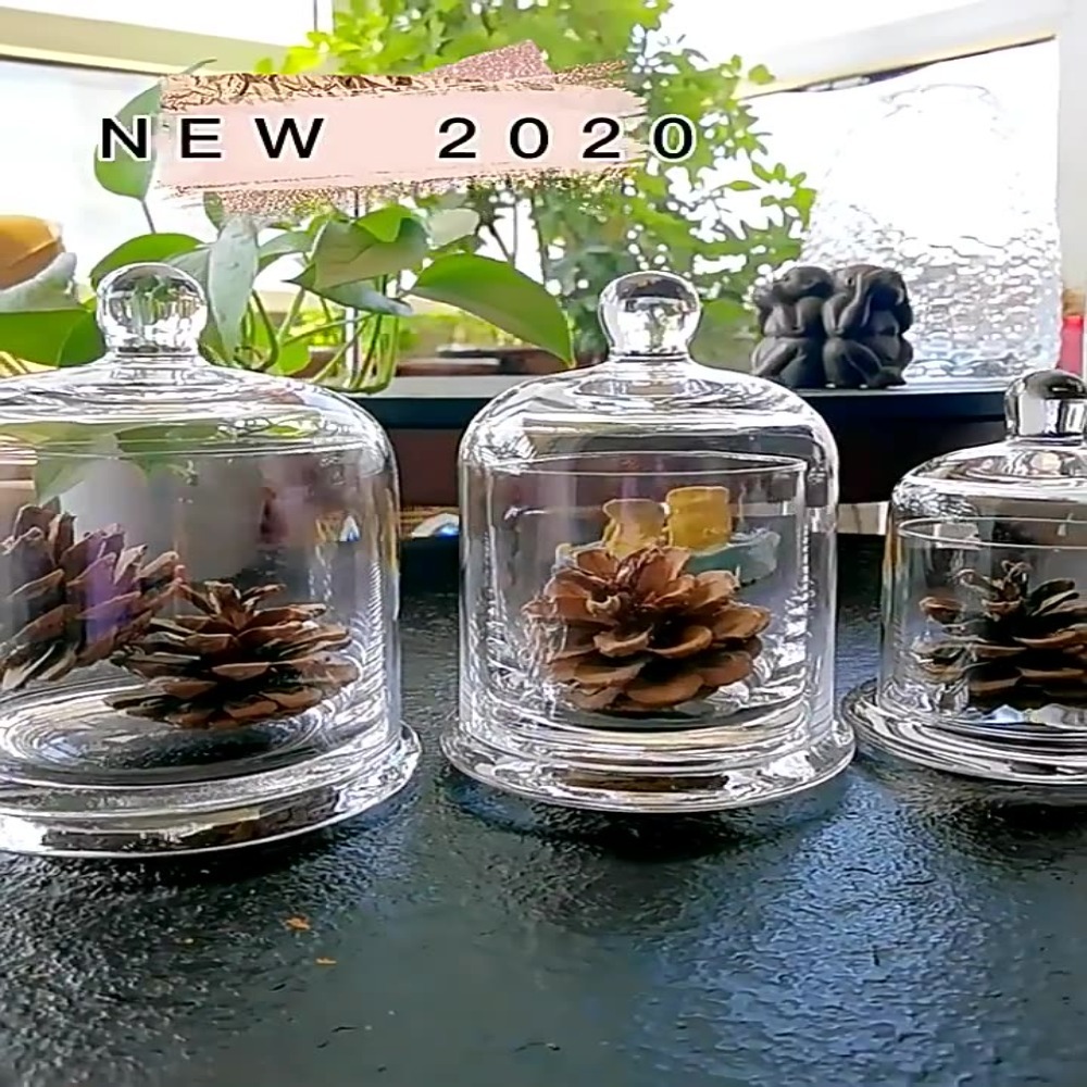 Food Storage In Plants - وعاء زجاجي للتخزين، زهرة الحياة الأبدية،